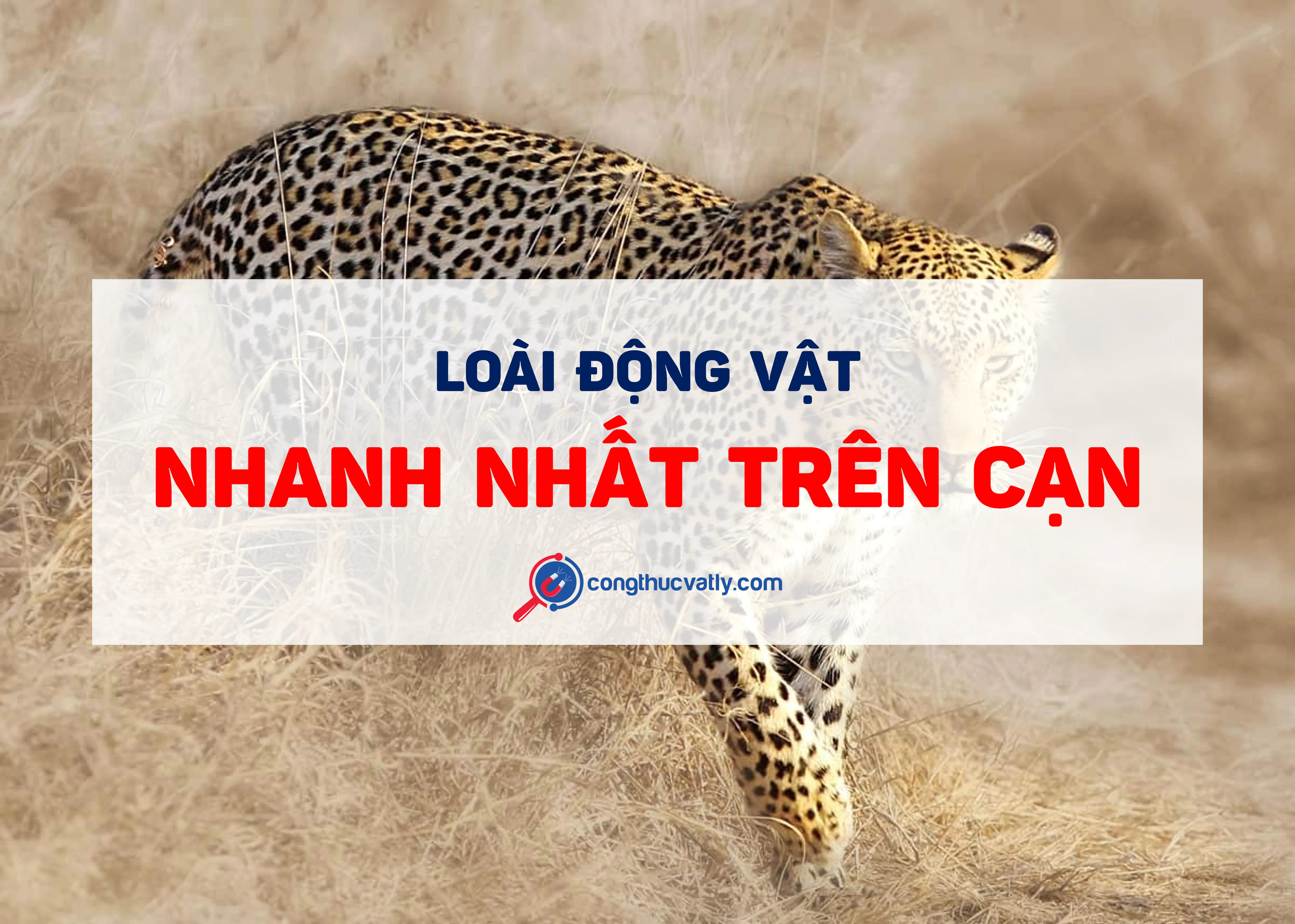 Động vật bốn chân nào nhanh nhất trên cạn?