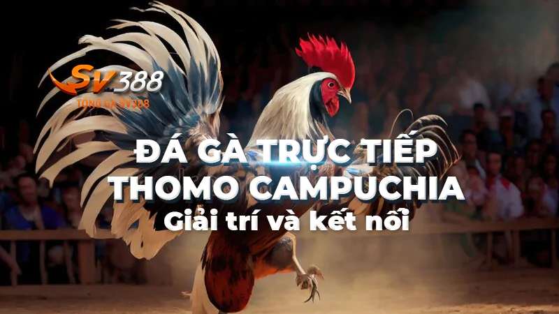 Xem Trực Tiếp Đá Gà Thomo Campuchia Tại SV388 Hôm Nay