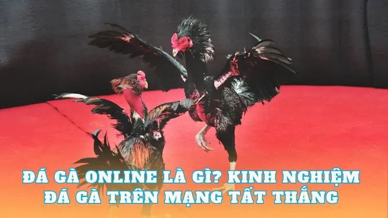 Đá gà online là gì? Kinh nghiệm đá gà trên mạng tất thắng