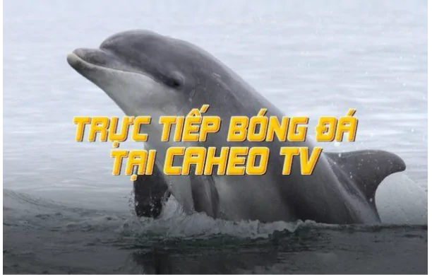 Caheo.wiki Nên xem trực tiếp bóng đá tại caheo tv không?