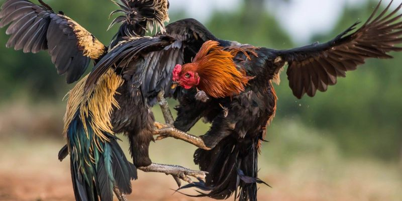 Đá gà kết hợp - Nghệ thuật chiến thuật nâng cao trong sân chơi gà đá hiện đại