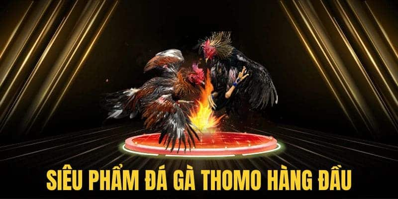 Đá Gà Thomo Đỉnh Cao Tại KINGFUN: Hội Tụ Đam Mê Và Chiến Thuật