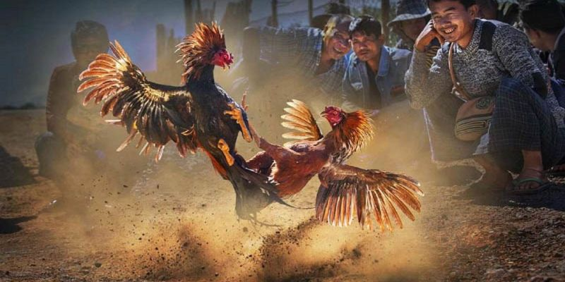 Đá Gà Cựa Sắt Debet - Đấu Trường Kịch Tính, Cá Cược Đỉnh Cao Cho Dân Chơi Đích Thực
