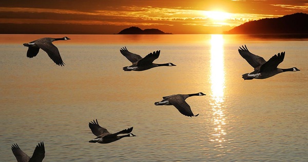 Đ&acirc;y l&agrave; 1 đ&agrave;n ngỗng trời đi tr&aacute;nh r&eacute;t, bạn c&oacute; nhận ra điều đặc biệt từ ch&uacute;ng?